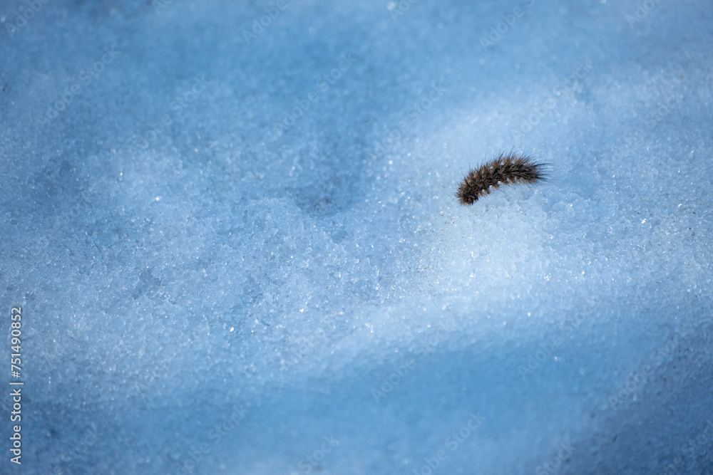 Small fuzzy brown caterpillar on old snow in late winter Small fuzzy brown caterpillar on old snow in late winter