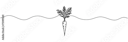 Carrot vegetable in continuous line drawing style isolated on white background. Vector illustration.