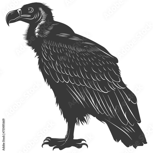 Silhouette vulture bird animal black color only