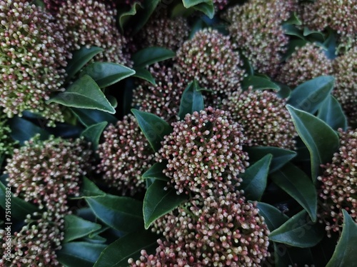 Skimmia japonica 'Marlot' photo