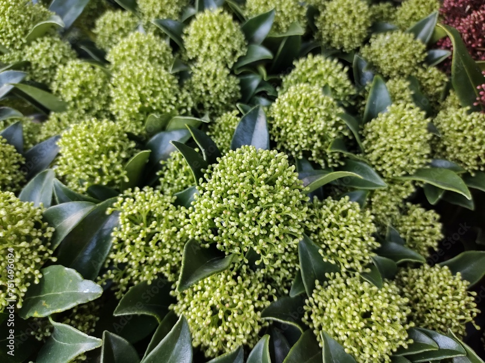 Skimmia japonica 'White Dwarf' Skimmia japonica 'White Dwarf'