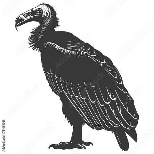 Silhouette vulture bird animal black color only