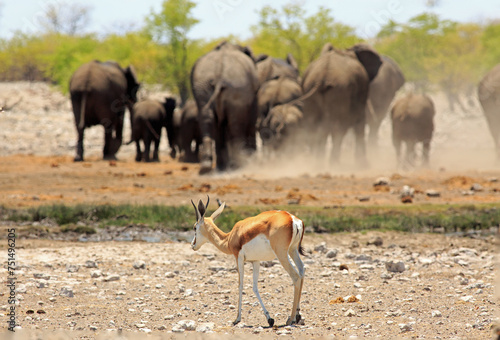 Springbok in the foreground with a herd of out of focus elephants walking away in the background