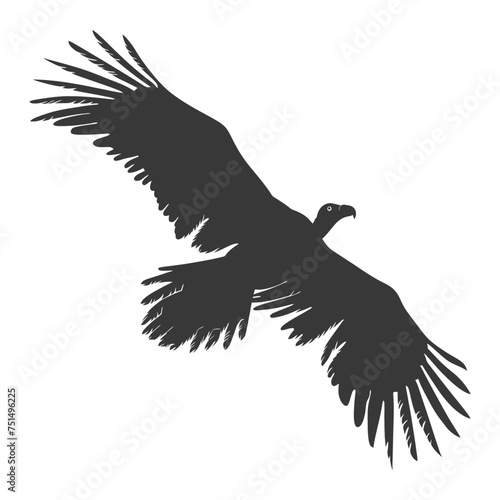 Silhouette vulture bird animal fly black color only