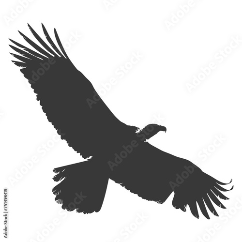 Silhouette vulture bird animal fly black color only