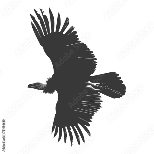 Silhouette vulture bird animal fly black color only