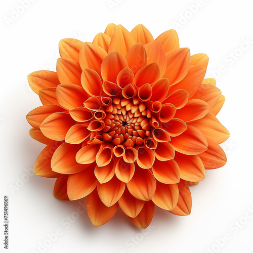 Orange chrysanthemum, mums flower isolated in blossom in springtime on white background, top view of single plant