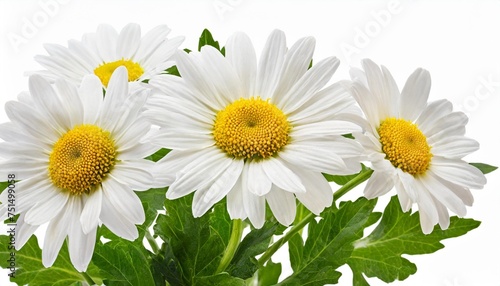 beautiful daisy marguerite isolated on white background including clipping path