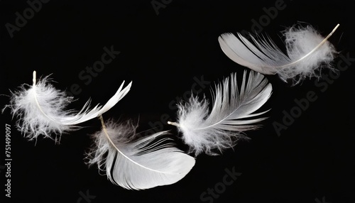 group of light soft fluffy a white feathers flolating in the dark black ground abstract feather freedom