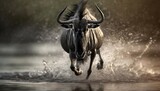 wildebeest running through the water b w