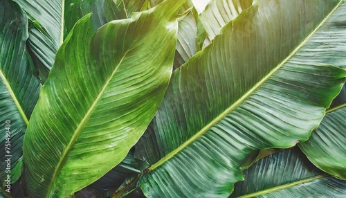 tropical leaves background texture nature concept