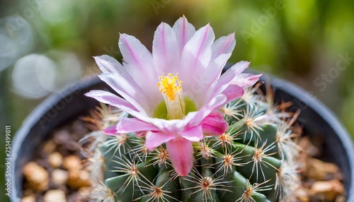 blooming light pink flower of rebutia carnival cactus photo