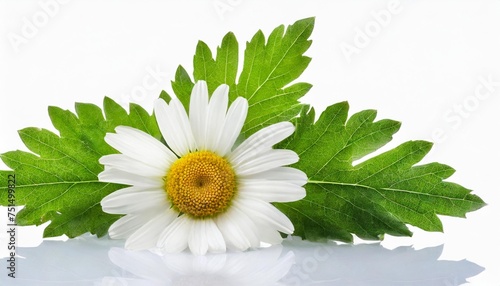 chamomile daisy group leaves isolated on white