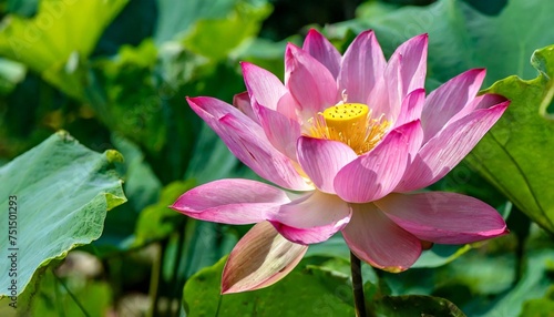 beautiful bright pink nelumbo nucifera lotus flower on a sunny day against the background of green leaves