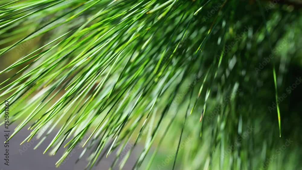 Pine is any conifer tree in the genus Pinus Pine is any conifer tree in the genus Pinus