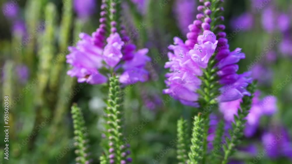 Physostegia, lionshearts in family Lamiaceae Physostegia, lionshearts in family Lamiaceae