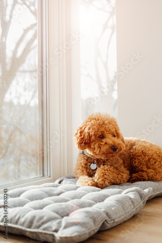 A small ginger poodle lying on the floor near the big window with bright daylight. Front view