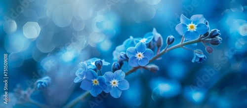 Beautiful blue flowers wallpapers for stunning wallpaper backgrounds in various designs and patterns