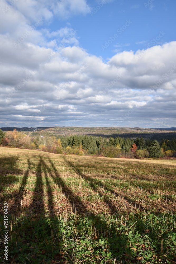 A field of oats in autumn, Sainte-Apolline, Québec, Canada
