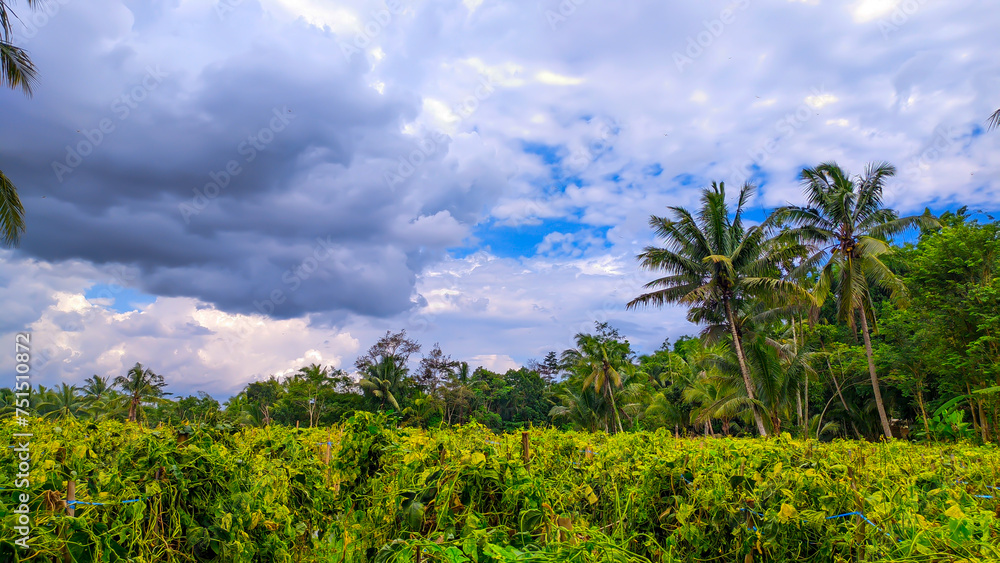 View of tall coconut trees with clear cloudy sky with empty space in Indonesia View of tall coconut trees with clear cloudy sky with empty space in Indonesia