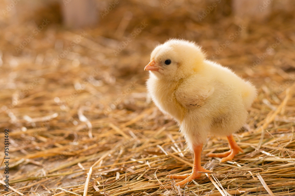 yellow little chicken stands on the straw yellow little chicken stands on the straw