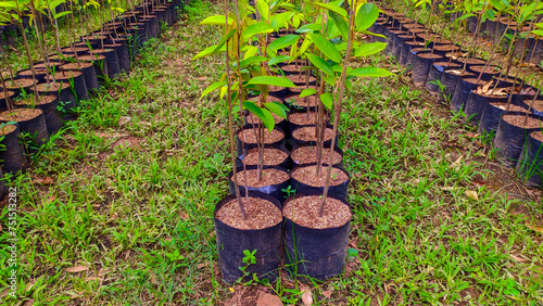 Rows of lush green durian seedlings are neatly arranged photo