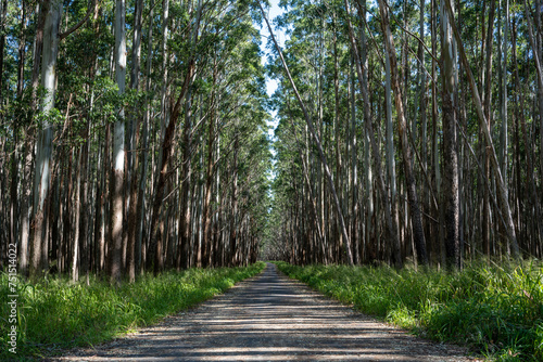 Path in a eucalyptus forest along the Hamakua Coast, Big Island. photo