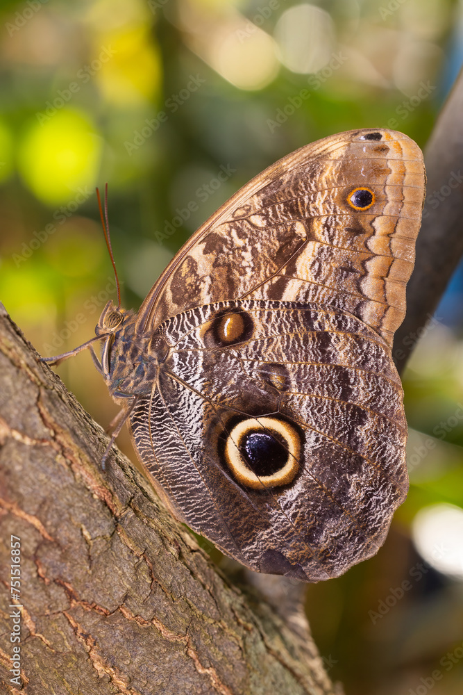 Common banana butterfly Common banana butterfly
