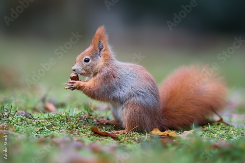Close up photo of a squirrel holding a nut on green blurry background. Lesopark Štěpánka, Mladá Boleslav, Czech republic. 