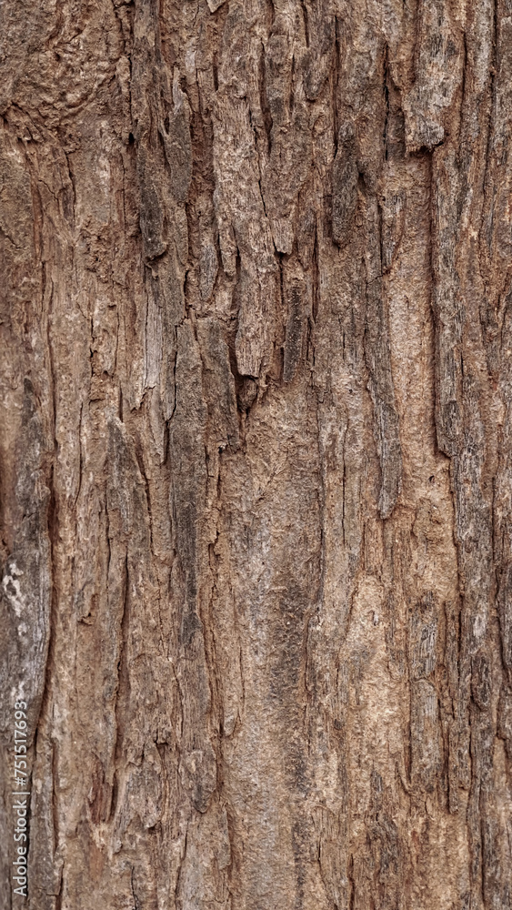 Pattern of dried old bark wood.Cracked wood texture big tree surface.Template for design.Abstract natural background.Beautiful pattern.Space for work.Banner.Wallpaper.Selective focus. Pattern of dried old bark wood.Cracked wood texture big tree surface.Template for design.Abstract natural background.Beautiful pattern.Space for work.Banner.Wallpaper.Selective focus.