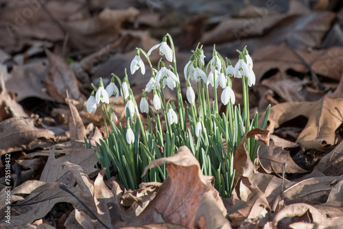 White bell shaped flowers of Snowdrops Galanthus nivalis photo