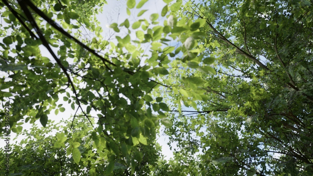 Fototapeta premium 3D RENDER GREEN FOREST NATURE LANDSCAPE