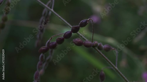 Desmodium tortuosum (twisted tick trefoil, dixie tick trefoil, tall tick clover, Florida beggarweed, jalakan, petet). Leaves and stems aqueous infusion drunk to treat stomach pain, menstruation pain photo