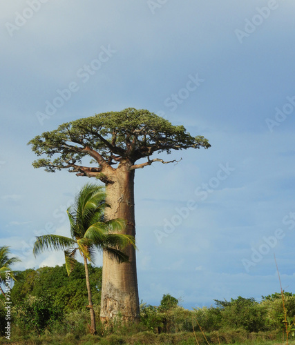 Baobabs madagascar