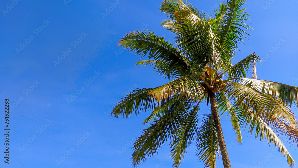 View of tall coconut trees with clear cloudy sky with empty space in Indonesia