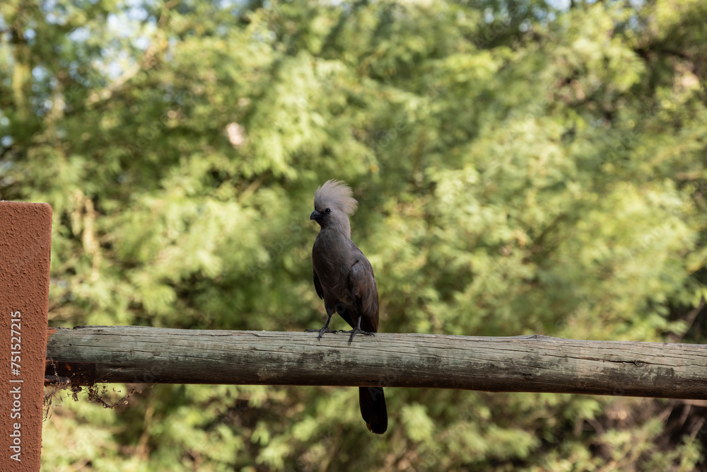 Obraz premium beautiful gray banana-eater bird in natural conditions in a national park in Kenya