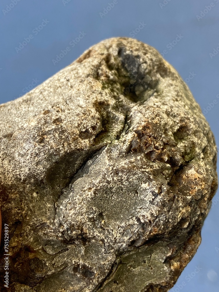 Ambergris whale vomit used in perfume making it is made by sperm whale ...