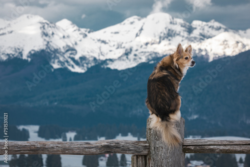 Solitary Sentinel: A Furry Friend Overlooking the Snow-Capped Peaks
