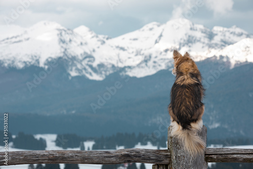 A dog posing as an howl, perched on a wooden fence watching over the majestic winter landscape