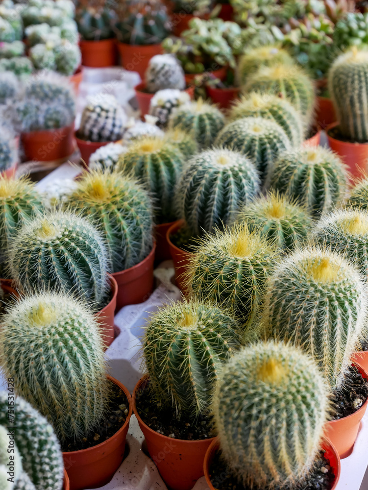 Sculpted Serenity: Captivating Cactus Composition Sculpted Serenity: Captivating Cactus Composition