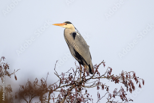 Foto Grey heron (ardea cinerea) in a tree top