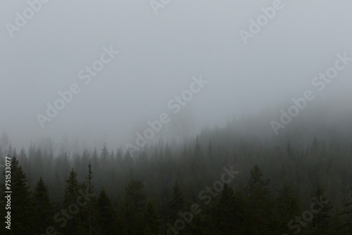 fogy forest © Dan