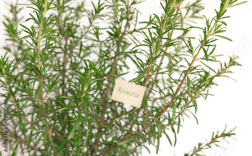 Salvia Rosmarin Busch vor weissem Hintergrund