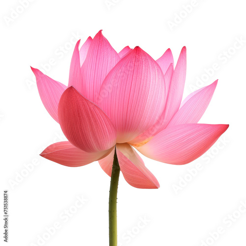 A single pink flower with a green stem Isolated on transparent background, PNG