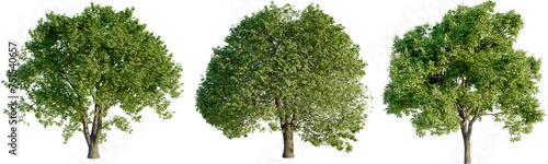 Foto Aesculus hippocastanum 4k png cutout