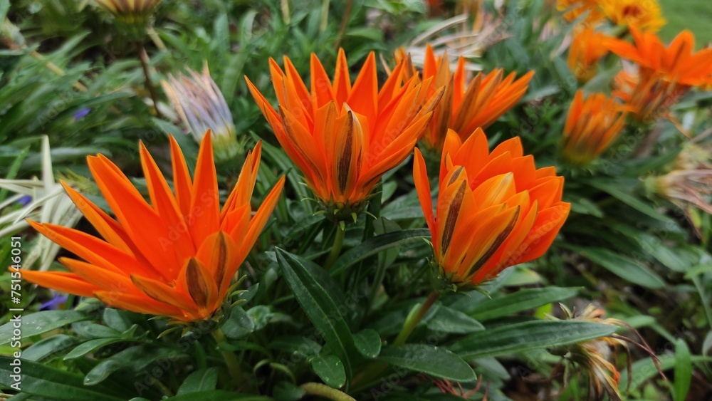 Half bloom gazania rigens flowers Half bloom gazania rigens flowers