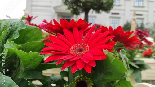 Tableau sur toile red barberton daisy flower