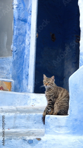 Cat on blue steps below a doorway in Chefchaouen, Morocco © Angela