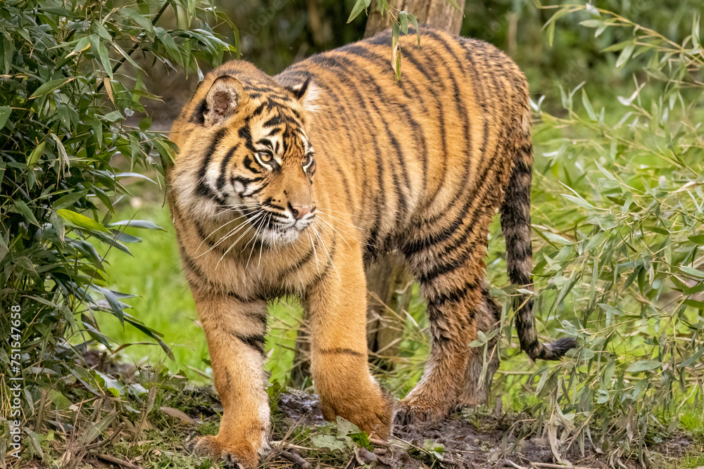 Fototapeta premium Sumatran tiger cub