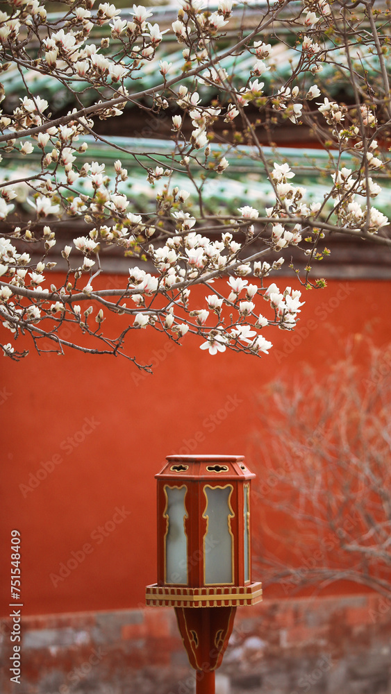 chinese  style red wall, magnolia flower china spring